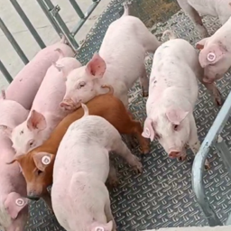 1654933547817756.png a2d09c8132865200e83a4b1de92e6de.png